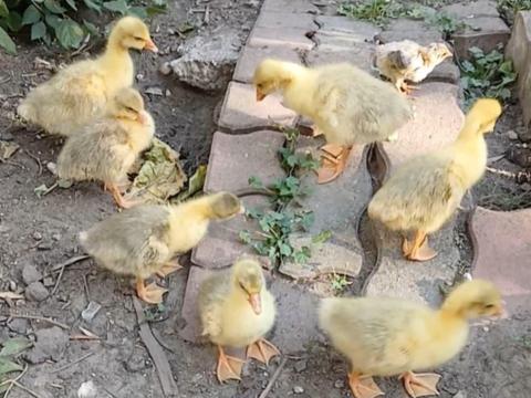 Napos liba Napos liba