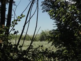 Kecelen 5,5 ha erdő eladó