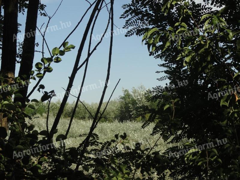 Kecelen 5,5 ha erdő eladó