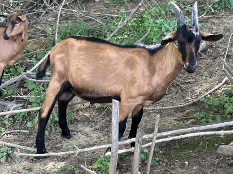 Alpesi bak kecske Alpesi bak kecske