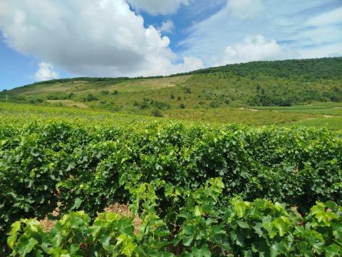 Eger Nagy-Eged hegy Merlot Eger Nagy-Eged hegy Merlot