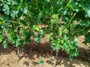 Eger Nagy-Eged hegy Merlot