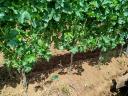 Eger Nagy-Eged hegy Merlot