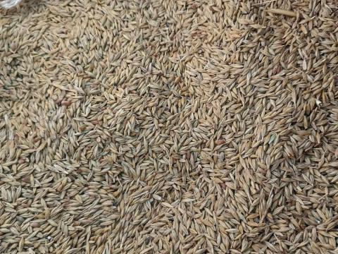 Őszi árpa eladó Őszi árpa eladó