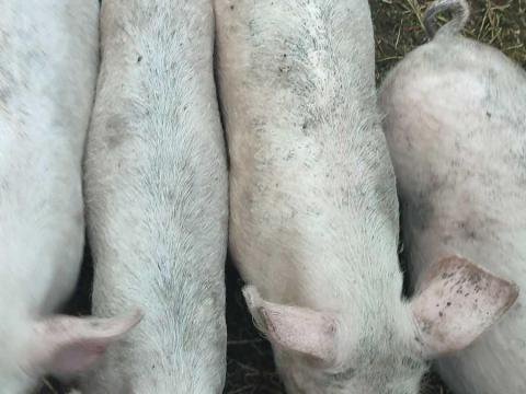 Malac sertés Malac sertés