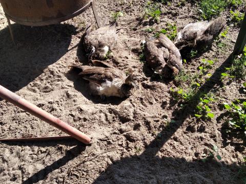 Eladó kispávák Eladó kispávák