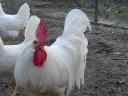 Leghorn tyúk, tojótyúk eladó