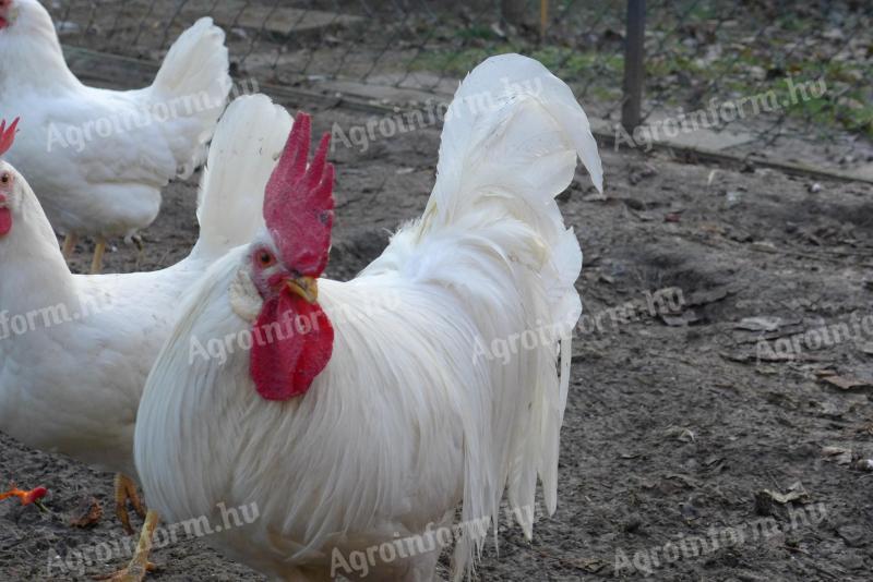Leghorn tyúk, tojótyúk eladó