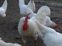 Leghorn tyúk, tojótyúk eladó