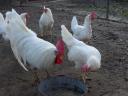 Leghorn tyúk, tojótyúk eladó
