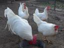 Leghorn tyúk, tojótyúk eladó