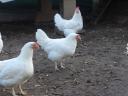 Leghorn tyúk, tojótyúk eladó