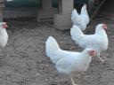 Leghorn tyúk, tojótyúk eladó
