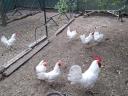 Leghorn tyúk, tojótyúk eladó