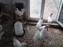 Leghorn tyúk, tojótyúk eladó