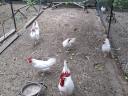 Leghorn tyúk, tojótyúk eladó