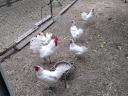 Leghorn tyúk, tojótyúk eladó