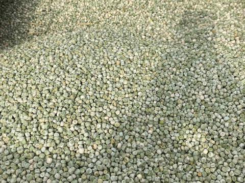 Takarmányborsó eladó, nagy szemű, kiváló minőség Takarmányborsó eladó, nagy szemű, kiváló minőség