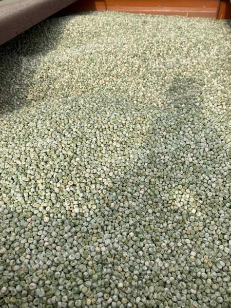 Takarmányborsó eladó, nagy szemű, kiváló minőség
