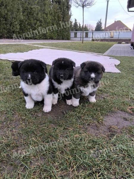 Amerikai Akita fajtajellegű kiskutyák