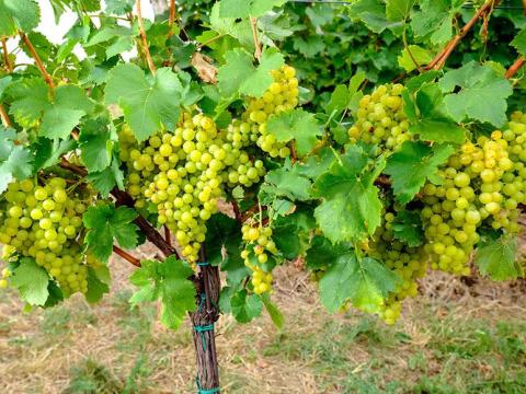 Irsai Olivér Irsai Olivér