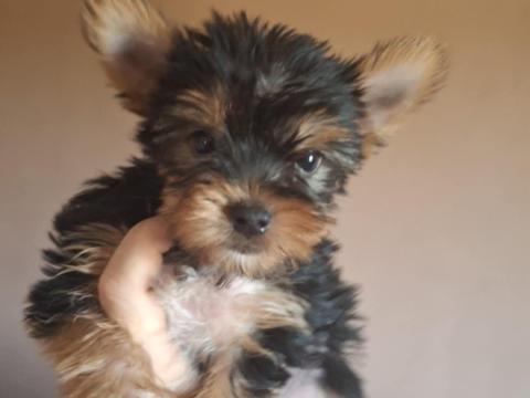 Gyönyörű szép yorki fajtajellegű kislányok Gyönyörű szép yorki fajtajellegű kislányok