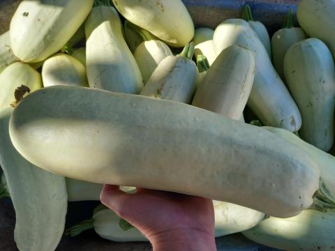 Bio spárgatök Bio spárgatök