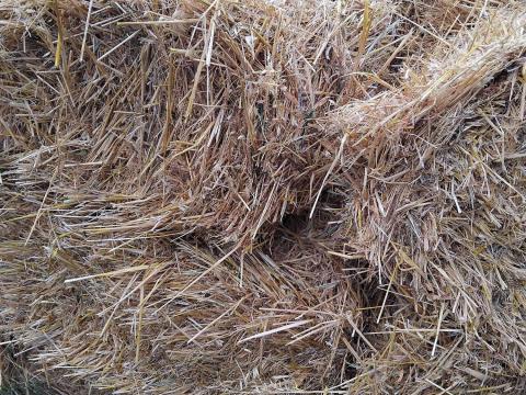 Zab szalma Zab szalma