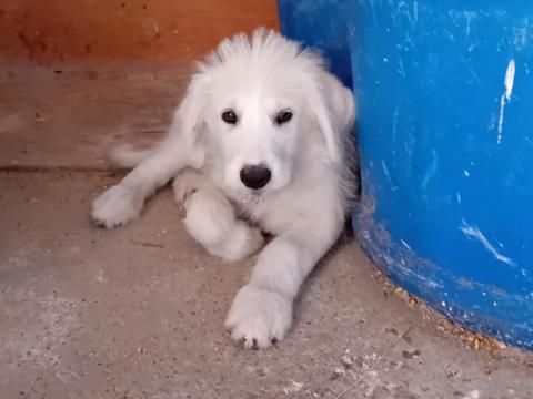 Keverék kiskutyák ingyen elvihetők Keverék kiskutyák ingyen elvihetők