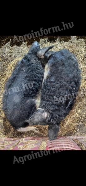 Fecskehasú és vörös mangalica család