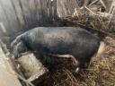 Fecskehasú és vörös mangalica család