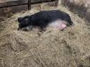 Fecskehasú és vörös mangalica család