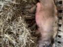 Fecskehasú és vörös mangalica család