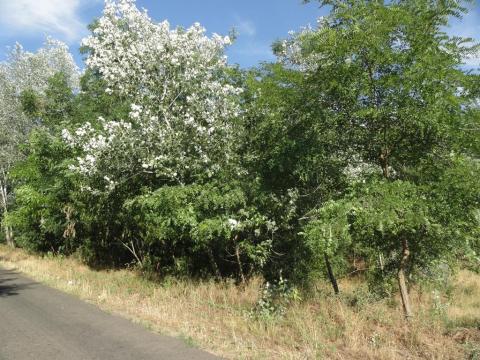 Ruzsán 13,5 ha erdő eladó Ruzsán 13,5 ha erdő eladó