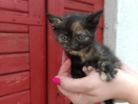 Kiscicák ingyen elvihetőek Kiscicák ingyen elvihetőek