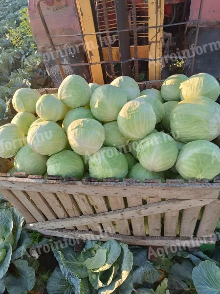 Fejeskáposzta eladó termelőtől kis és nagy tételben