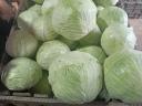 Fejeskáposzta eladó termelőtől kis és nagy tételben