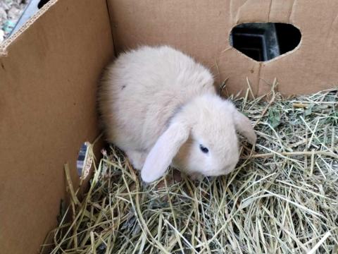 Törpe nyuszi Törpe nyuszi