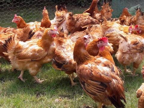 Piros Tyúk 2.5 kg Átlagsúlyban Eladó Red Master Fajta Piros Tyúk 2.5 kg Átlagsúlyban Eladó Red Master Fajta