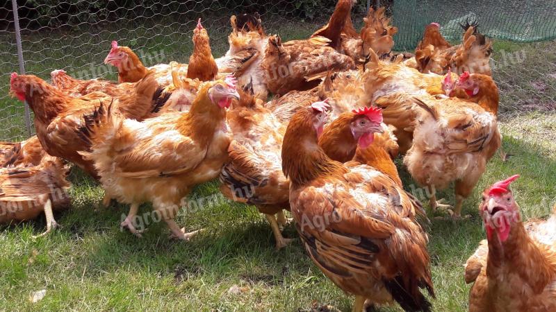 Piros Tyúk 2.5 kg Átlagsúlyban Eladó Red Master Fajta