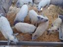 Választási mangalica eladó