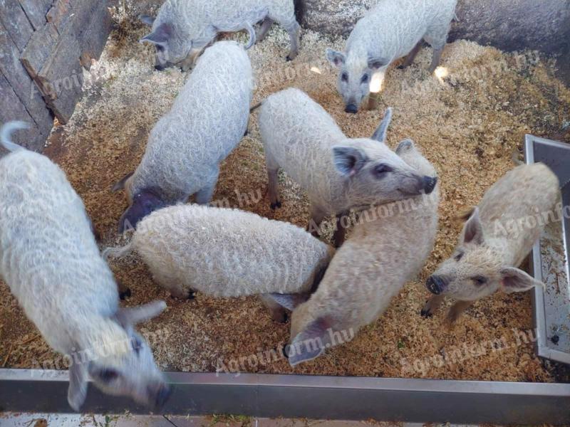 Választási mangalica eladó