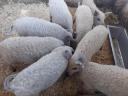 Választási mangalica eladó