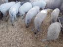 Választási mangalica eladó