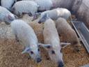 Választási mangalica eladó