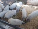 Választási mangalica eladó
