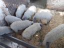 Választási mangalica eladó