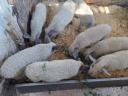 Választási mangalica eladó