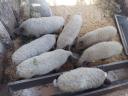 Választási mangalica eladó