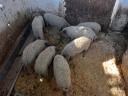 Választási mangalica eladó